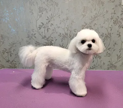 Petit Salon Strzyżenia i Pielęgnacji Psów